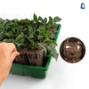 Image of Seed Starter Tray with Humidity Dome