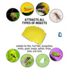 Image of dual-sided sticky traps, applicable for all insects