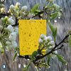Image of dual-sided sticky traps, weatherproof feature