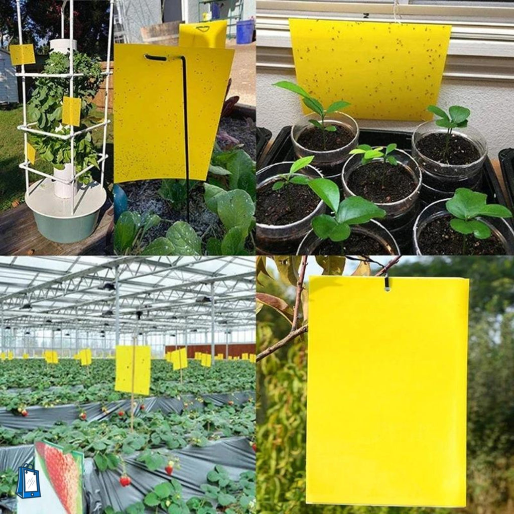 dual-sided sticky traps, applied in a garden