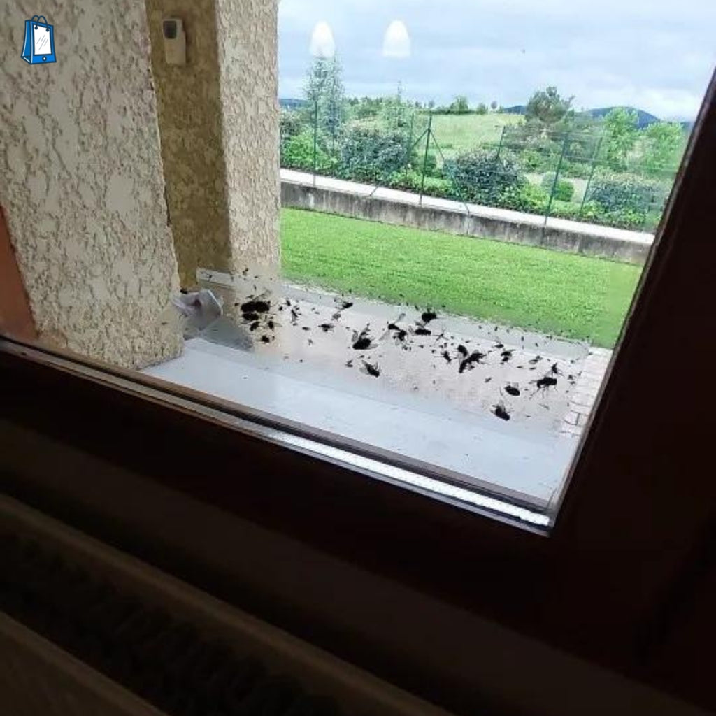 window sticky traps