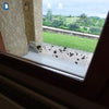 Image of window sticky traps