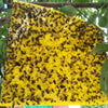 Image of dual-sided sticky traps