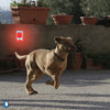 Image of Solar Sound Alarm for Dogs - Motion-Activated Dogs Repeller